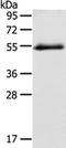 Glycine Receptor Alpha 1 antibody, TA350686, Origene, Western Blot image 