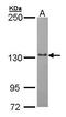 RNA Polymerase Mitochondrial antibody, GTX105137, GeneTex, Western Blot image 