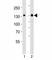Janus Kinase 1 antibody, F52707-0.4ML, NSJ Bioreagents, Western Blot image 