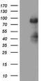 Hdm2 antibody, LS-C339281, Lifespan Biosciences, Western Blot image 
