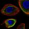 Keratin 5 antibody, HPA059479, Atlas Antibodies, Immunofluorescence image 