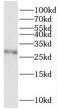 Homeobox D4 antibody, FNab03988, FineTest, Western Blot image 