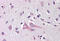 Neuritin 1 antibody, MBS240389, MyBioSource, Immunohistochemistry frozen image 