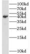 GNAT1 antibody, FNab03537, FineTest, Western Blot image 