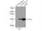 ATPase H+ Transporting V1 Subunit E1 antibody, 15280-1-AP, Proteintech Group, Immunoprecipitation image 