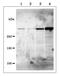 UBR5 antibody, GTX00902, GeneTex, Western Blot image 