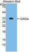 Small heterodimer partner antibody, LS-C372928, Lifespan Biosciences, Western Blot image 