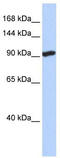 SID1 transmembrane family member 2 antibody, TA345644, Origene, Western Blot image 
