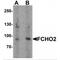 FCH Domain Only 2 antibody, MBS151512, MyBioSource, Western Blot image 