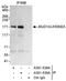 Jhdm2a antibody, A301-538A, Bethyl Labs, Immunoprecipitation image 