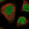CAN antibody, NBP2-58412, Novus Biologicals, Immunofluorescence image 
