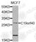 FA Core Complex Associated Protein 24 antibody, A8520, ABclonal Technology, Western Blot image 