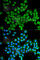 D-amino-acid oxidase antibody, A5309, ABclonal Technology, Immunofluorescence image 