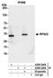 Replication Protein A2 antibody, A300-244A, Bethyl Labs, Immunoprecipitation image 