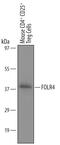 Folate receptor 4 antibody, AF6124, R&D Systems, Western Blot image 