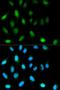 ELKS/Rab6-interacting/CAST family member 1 antibody, orb326294, Biorbyt, Immunofluorescence image 