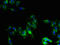 Cytochrome P450 Family 2 Subfamily U Member 1 antibody, LS-C398700, Lifespan Biosciences, Immunofluorescence image 