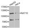 N-Acetyltransferase 10 antibody, LS-C346335, Lifespan Biosciences, Western Blot image 