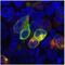 Proline Rich 7, Synaptic antibody, GTX79873, GeneTex, Immunofluorescence image 