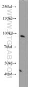 POU domain, class 2, transcription factor 1 antibody, 10387-1-AP, Proteintech Group, Western Blot image 