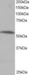 Serine/threonine-protein phosphatase 2A 56 kDa regulatory subunit alpha isoform antibody, 46-210, ProSci, Enzyme Linked Immunosorbent Assay image 