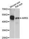 Arrestin 3 antibody, LS-C748073, Lifespan Biosciences, Western Blot image 