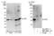 DRP1 antibody, NBP1-50042, Novus Biologicals, Western Blot image 