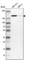 Cell Division Cycle And Apoptosis Regulator 1 antibody, PA5-52473, Invitrogen Antibodies, Western Blot image 