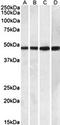 BEN Domain Containing 5 antibody, orb131710, Biorbyt, Western Blot image 