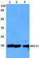 60S ribosomal protein L11 antibody, A02901, Boster Biological Technology, Western Blot image 