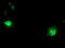 Dystrobrevin beta antibody, M02729-1, Boster Biological Technology, Immunofluorescence image 