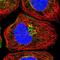 Neuroblastoma-amplified sequence antibody, PA5-57831, Invitrogen Antibodies, Immunofluorescence image 