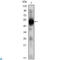 Recombination Activating 2 antibody, LS-C812757, Lifespan Biosciences, Western Blot image 