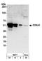 HNF-3A antibody, A305-249A, Bethyl Labs, Western Blot image 