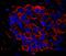 Ras GTPase-activating-like protein IQGAP1 antibody, IHC-00399, Bethyl Labs, Immunofluorescence image 