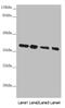 NIPP1 antibody, LS-C676297, Lifespan Biosciences, Western Blot image 