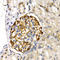 EDL antibody, A03211, Boster Biological Technology, Immunohistochemistry frozen image 