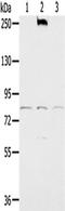 NADPH Oxidase 5 antibody, TA350234, Origene, Western Blot image 