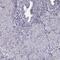 GST antibody, PA5-62926, Invitrogen Antibodies, Immunohistochemistry frozen image 