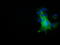 NUMB Endocytic Adaptor Protein antibody, LS-C115556, Lifespan Biosciences, Immunofluorescence image 