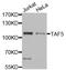 TATA-Box Binding Protein Associated Factor 5 antibody, orb373573, Biorbyt, Western Blot image 