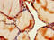 Frizzled-9 antibody, CSB-PA009112LA01HU, Cusabio, Immunohistochemistry frozen image 