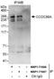 Coiled-Coil Domain Containing 88A antibody, NBP1-71856, Novus Biologicals, Western Blot image 