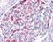 Matrilin 1 antibody, orb94280, Biorbyt, Immunohistochemistry paraffin image 