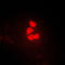 Yes Associated Protein 1 antibody, LS-C353263, Lifespan Biosciences, Immunofluorescence image 