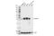Granzyme B antibody, 17215S, Cell Signaling Technology, Western Blot image 