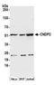 Carnosine Dipeptidase 2 antibody, A305-566A, Bethyl Labs, Western Blot image 