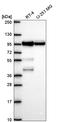 B-Raf Proto-Oncogene, Serine/Threonine Kinase antibody, HPA071048, Atlas Antibodies, Western Blot image 