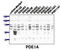 Phosphodiesterase 1A antibody, AP00651SU-N, Origene, Western Blot image 