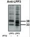 Phospholipid Phosphatase 3 antibody, orb86819, Biorbyt, Western Blot image 